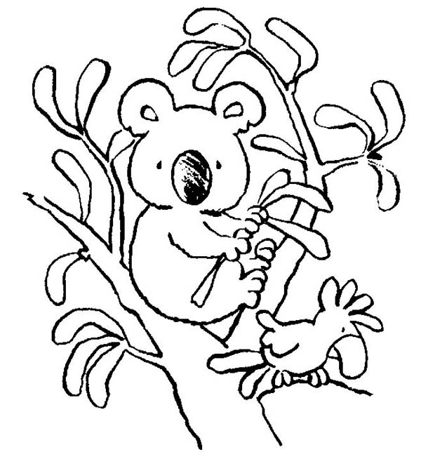 Раскраска: коала (Животные) #9341 - Бесплатные раскраски для печати