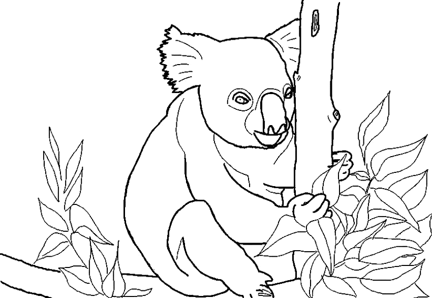 Раскраска: коала (Животные) #9383 - Бесплатные раскраски для печати