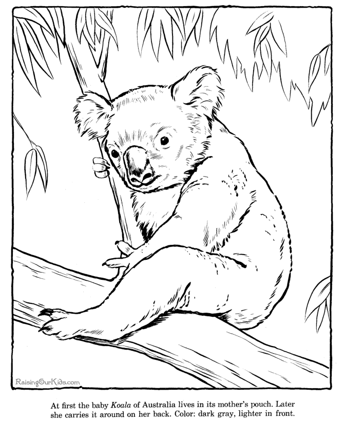 Раскраска: коала (Животные) #9388 - Бесплатные раскраски для печати
