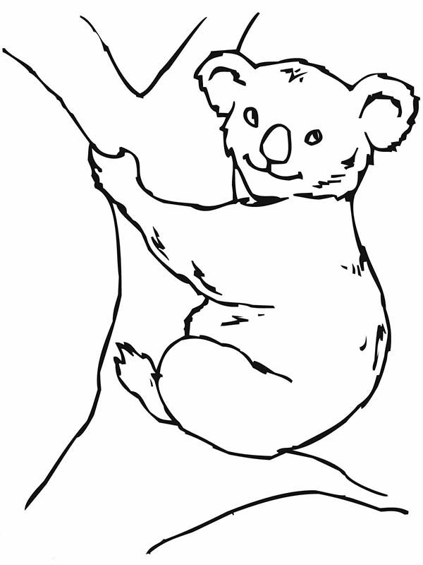 Раскраска: коала (Животные) #9399 - Бесплатные раскраски для печати