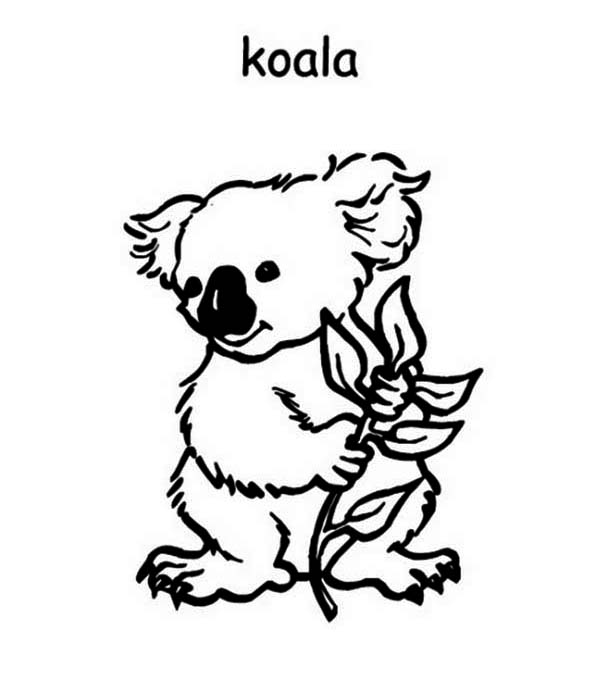 Раскраска: коала (Животные) #9420 - Бесплатные раскраски для печати