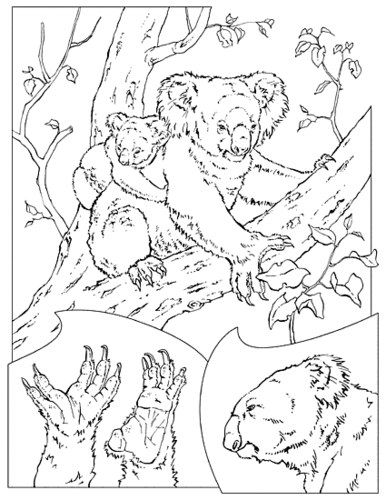 Раскраска: коала (Животные) #9427 - Бесплатные раскраски для печати