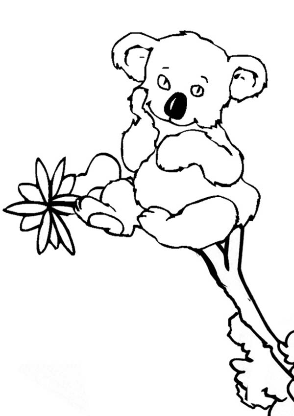 Раскраска: коала (Животные) #9431 - Бесплатные раскраски для печати