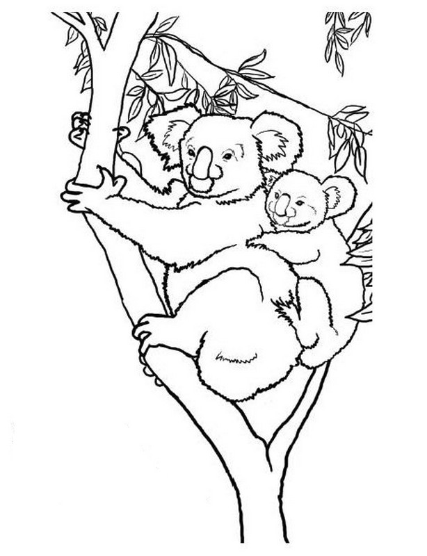 Раскраска: коала (Животные) #9452 - Бесплатные раскраски для печати