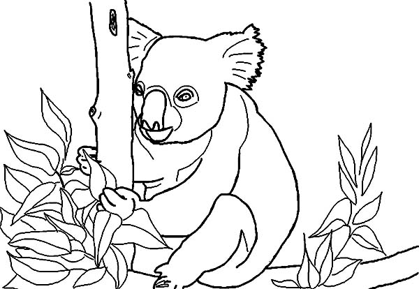 Раскраска: коала (Животные) #9456 - Бесплатные раскраски для печати