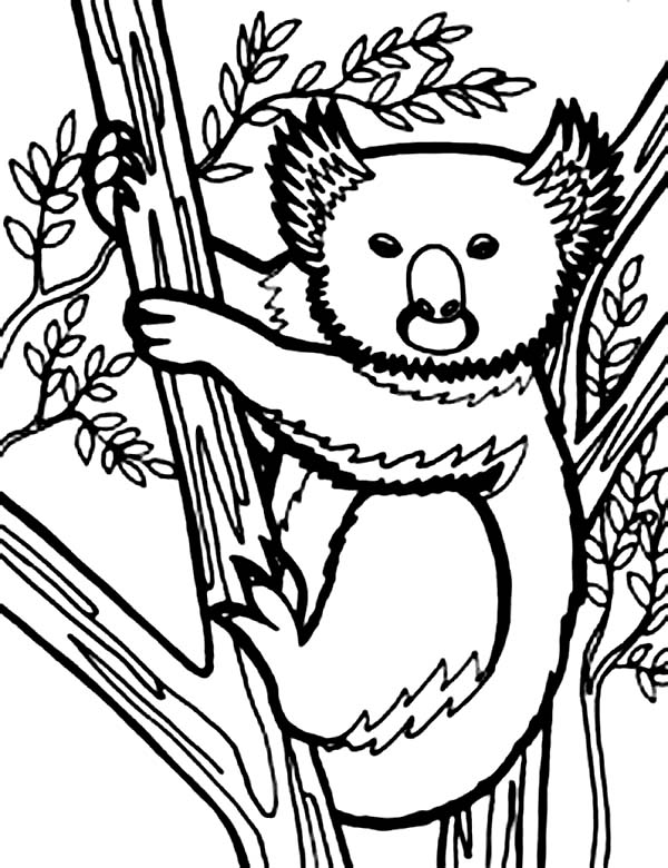 Раскраска: коала (Животные) #9467 - Бесплатные раскраски для печати