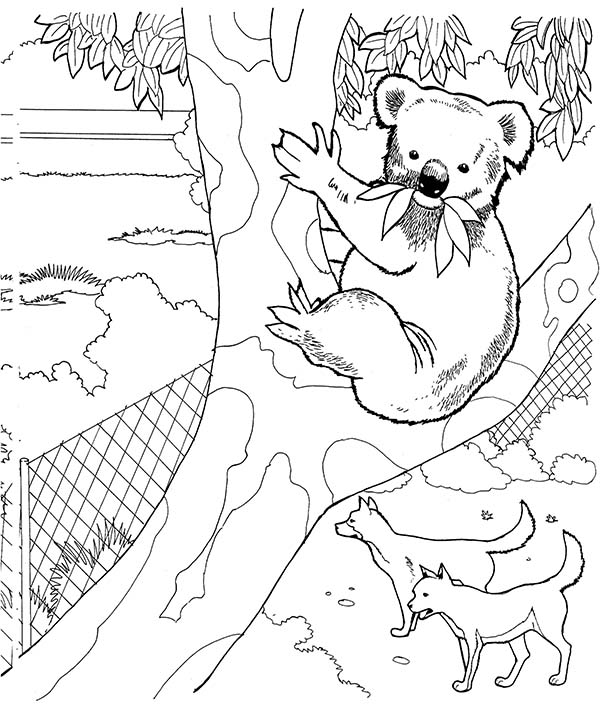 Раскраска: коала (Животные) #9470 - Бесплатные раскраски для печати