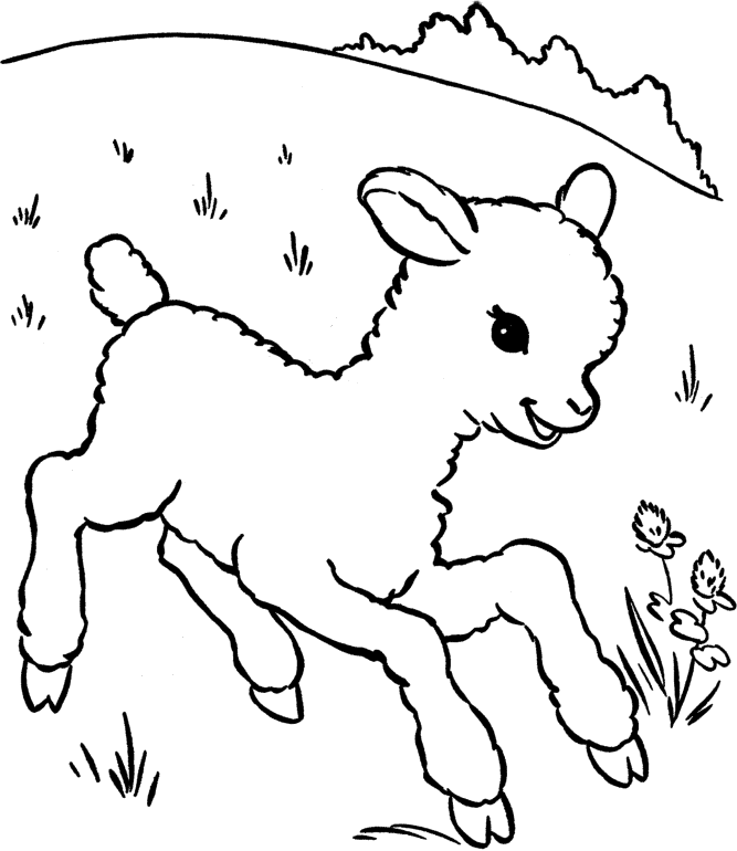 Раскраска: баранина (Животные) #198 - Бесплатные раскраски для печати