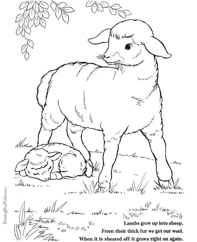 Раскраска: баранина (Животные) #268 - Бесплатные раскраски для печати