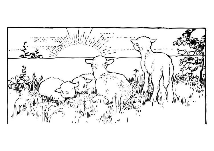 Раскраска: баранина (Животные) #269 - Бесплатные раскраски для печати