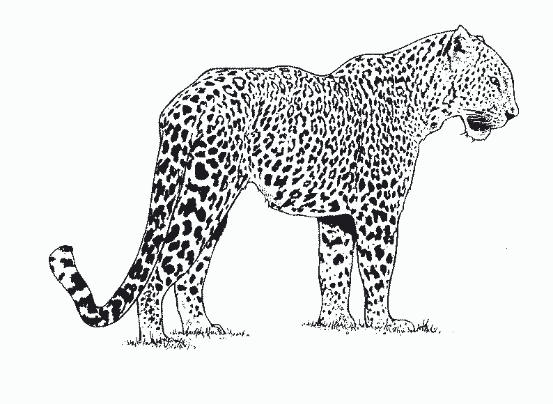 Раскраски Леопард скачать и распечатать бесплатно