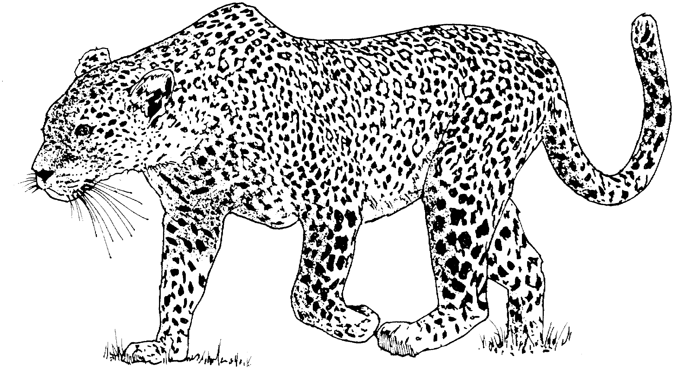 Раскраска: леопард (Животные) #9711 - Бесплатные раскраски для печати