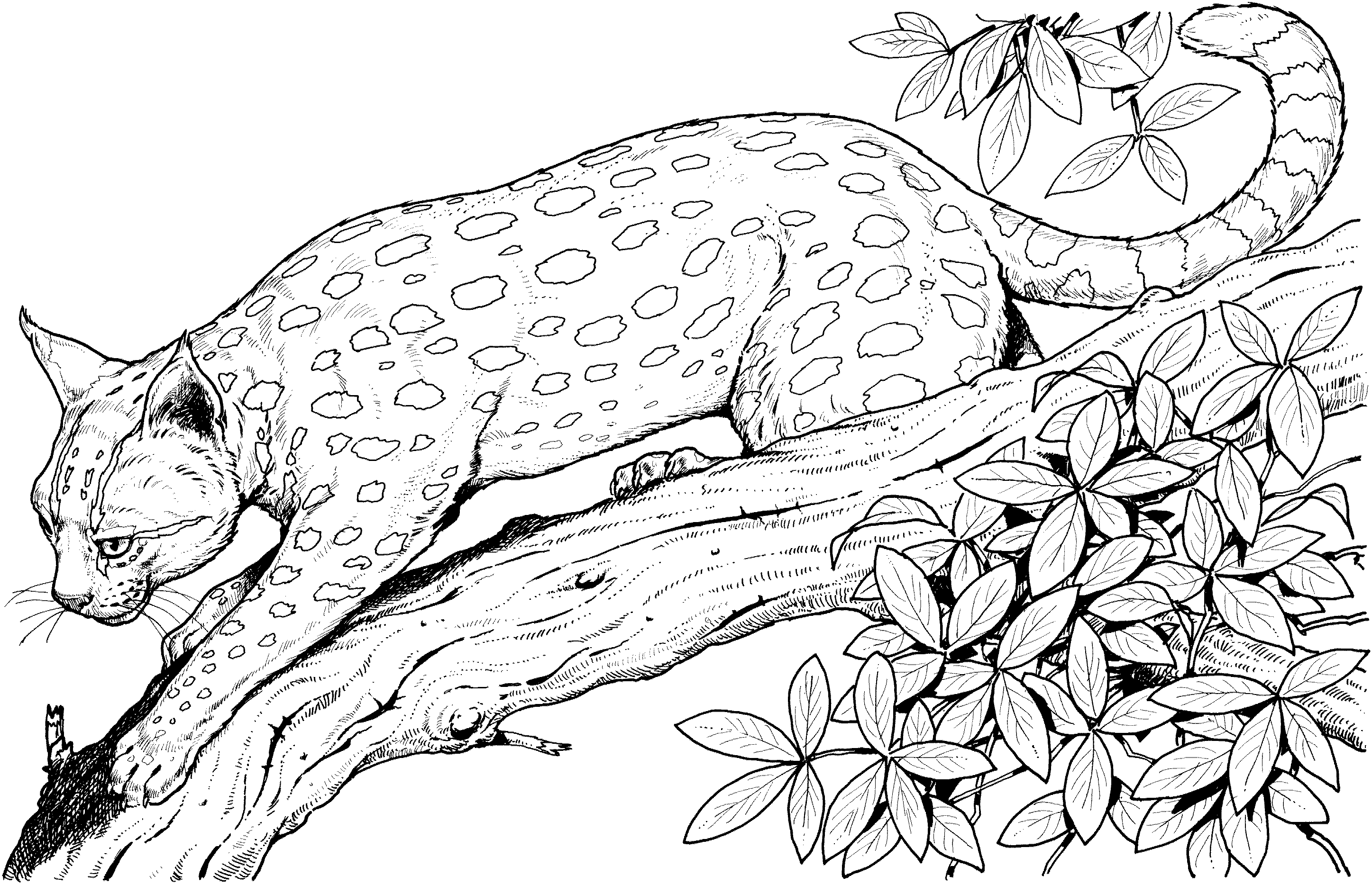 Раскраска: леопард (Животные) #9717 - Бесплатные раскраски для печати