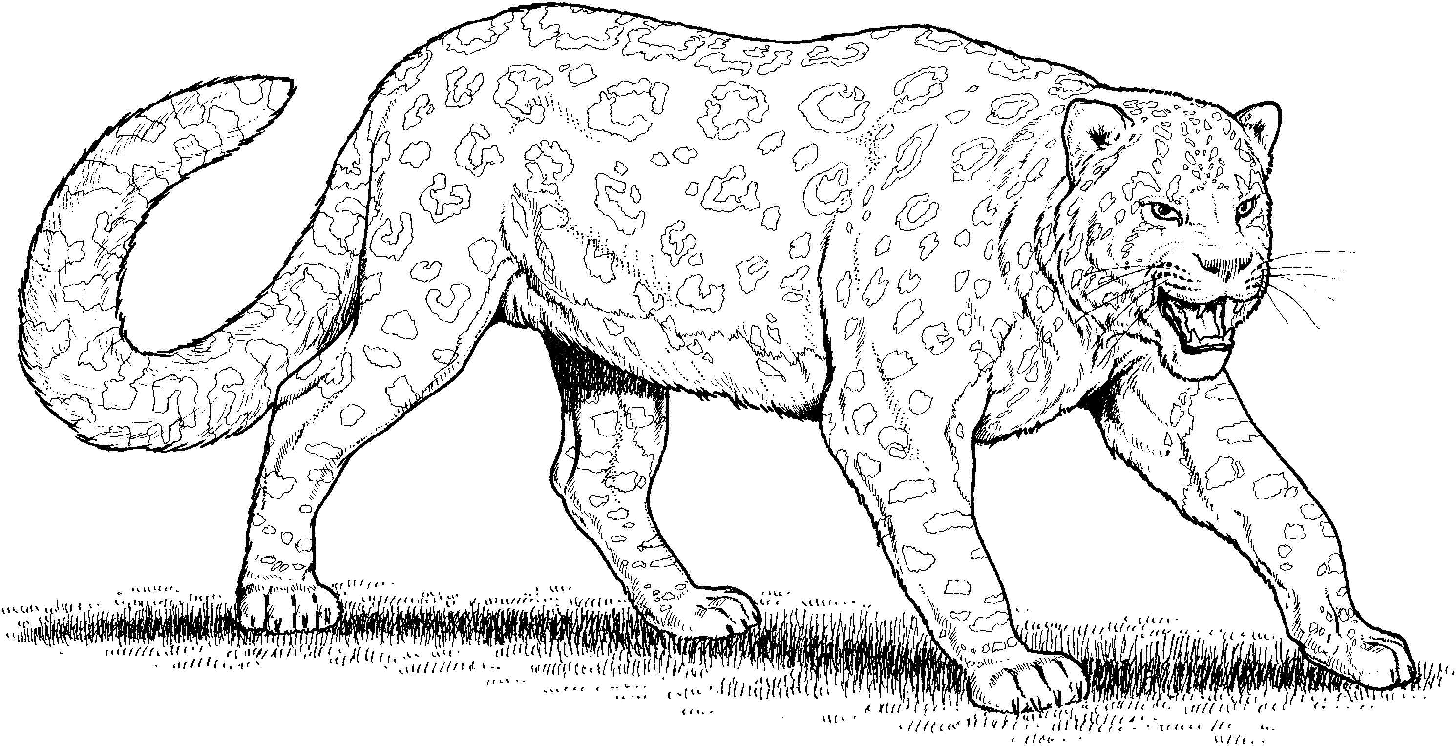 Раскраска: леопард (Животные) #9730 - Бесплатные раскраски для печати
