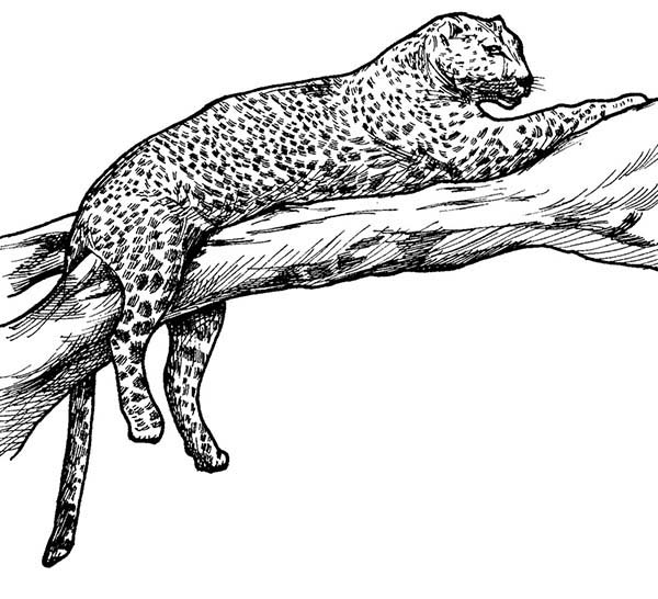 Раскраска: леопард (Животные) #9740 - Бесплатные раскраски для печати