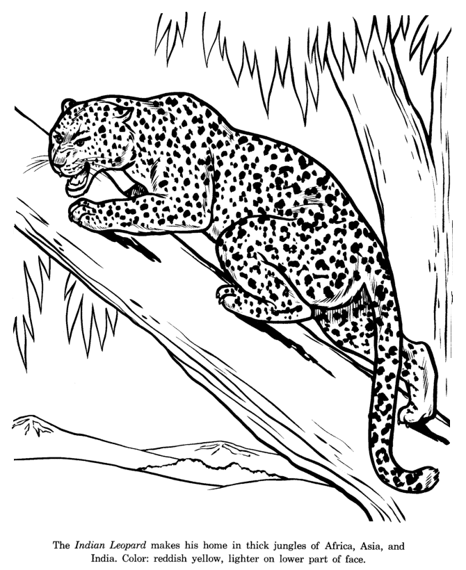 Раскраска: леопард (Животные) #9748 - Бесплатные раскраски для печати