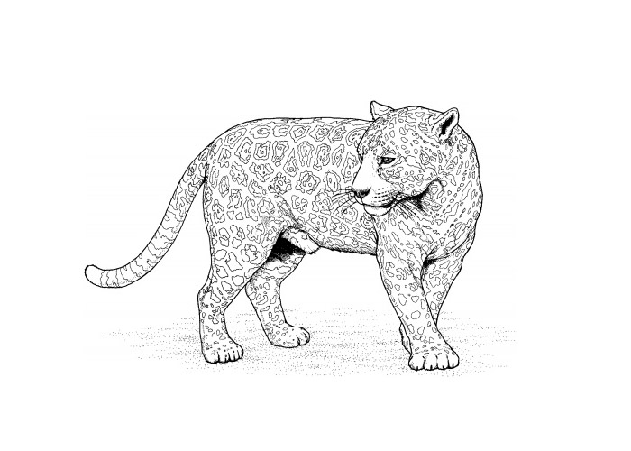 Раскраска: леопард (Животные) #9758 - Бесплатные раскраски для печати