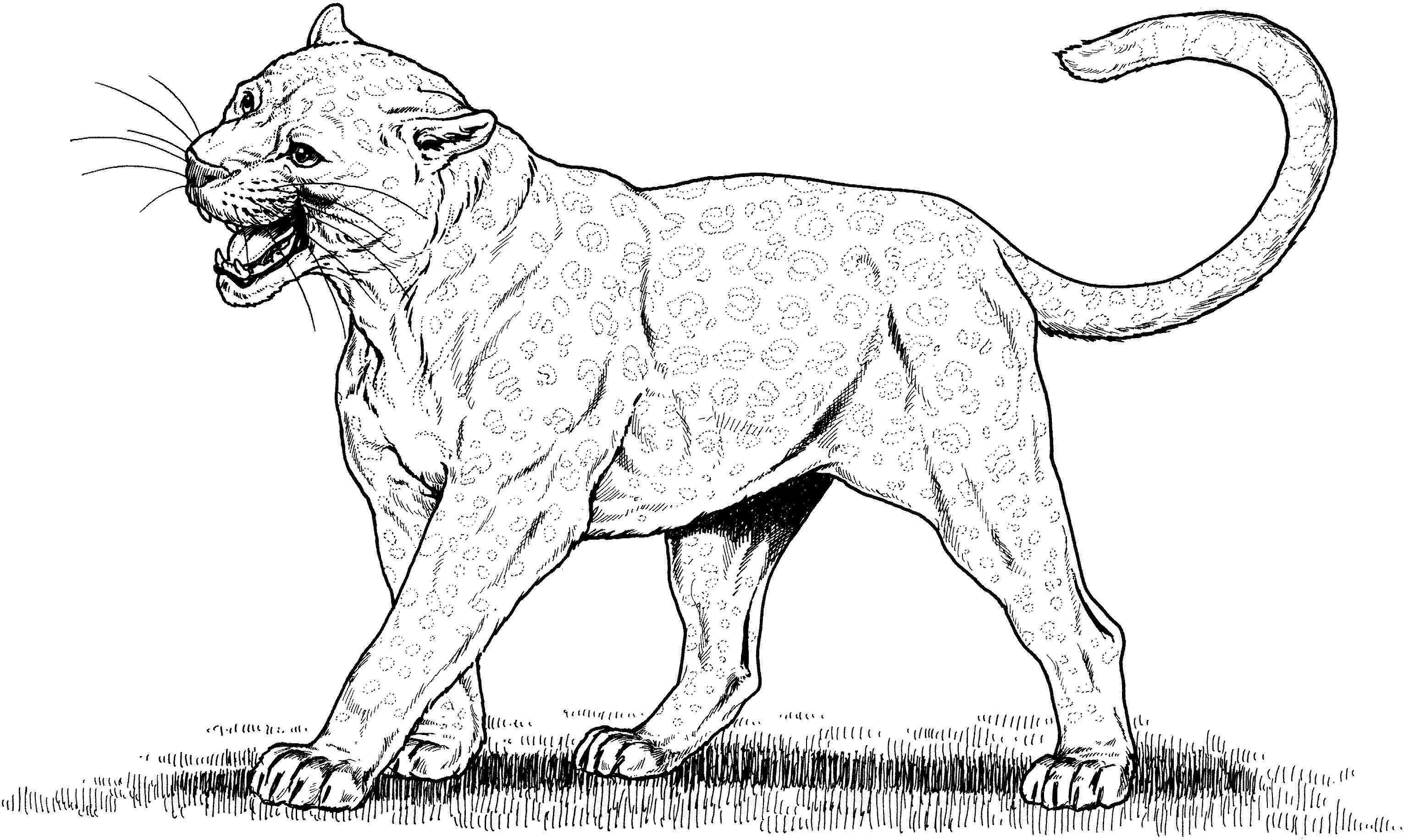 Раскраска: леопард (Животные) #9765 - Бесплатные раскраски для печати