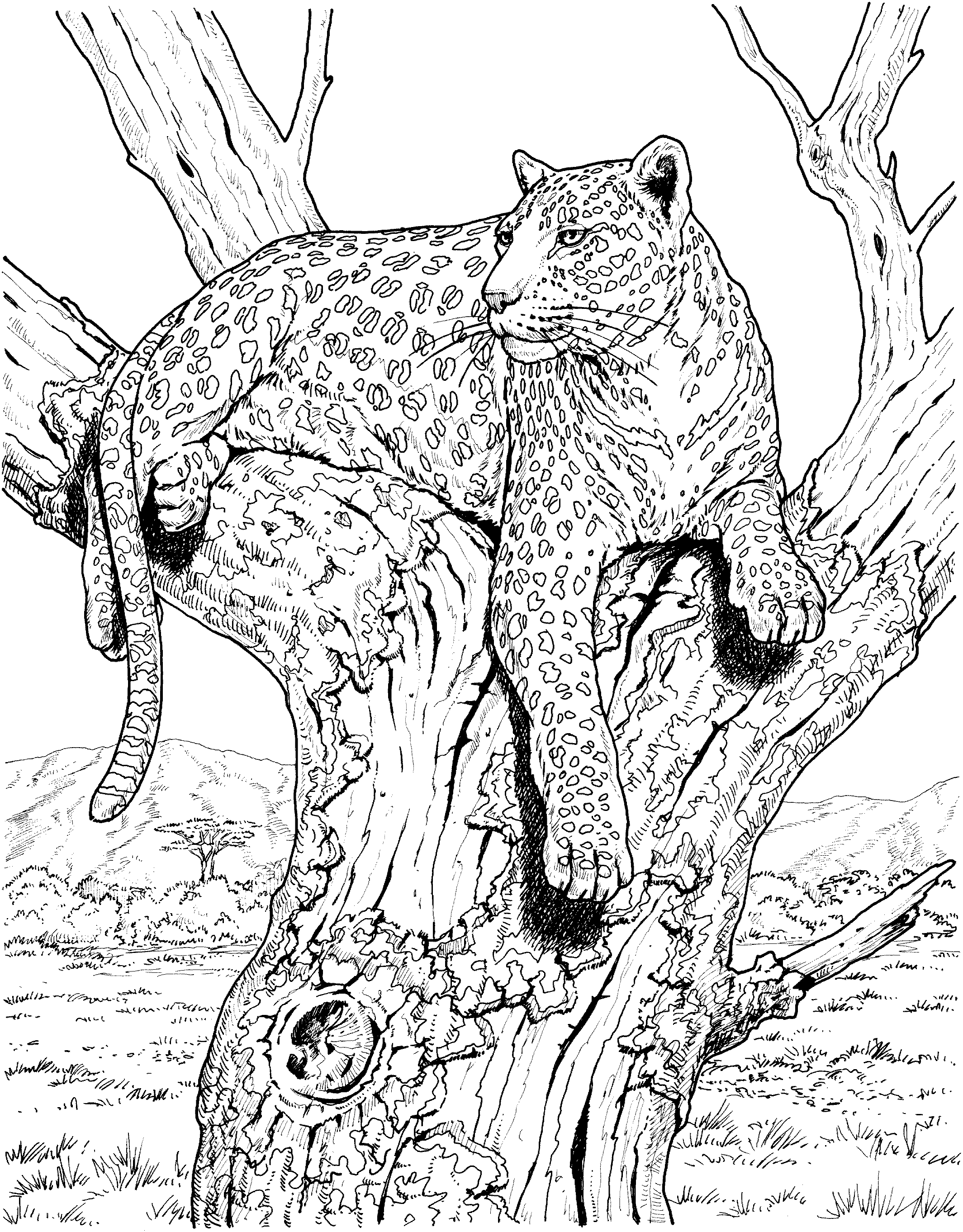 Раскраска: леопард (Животные) #9770 - Бесплатные раскраски для печати