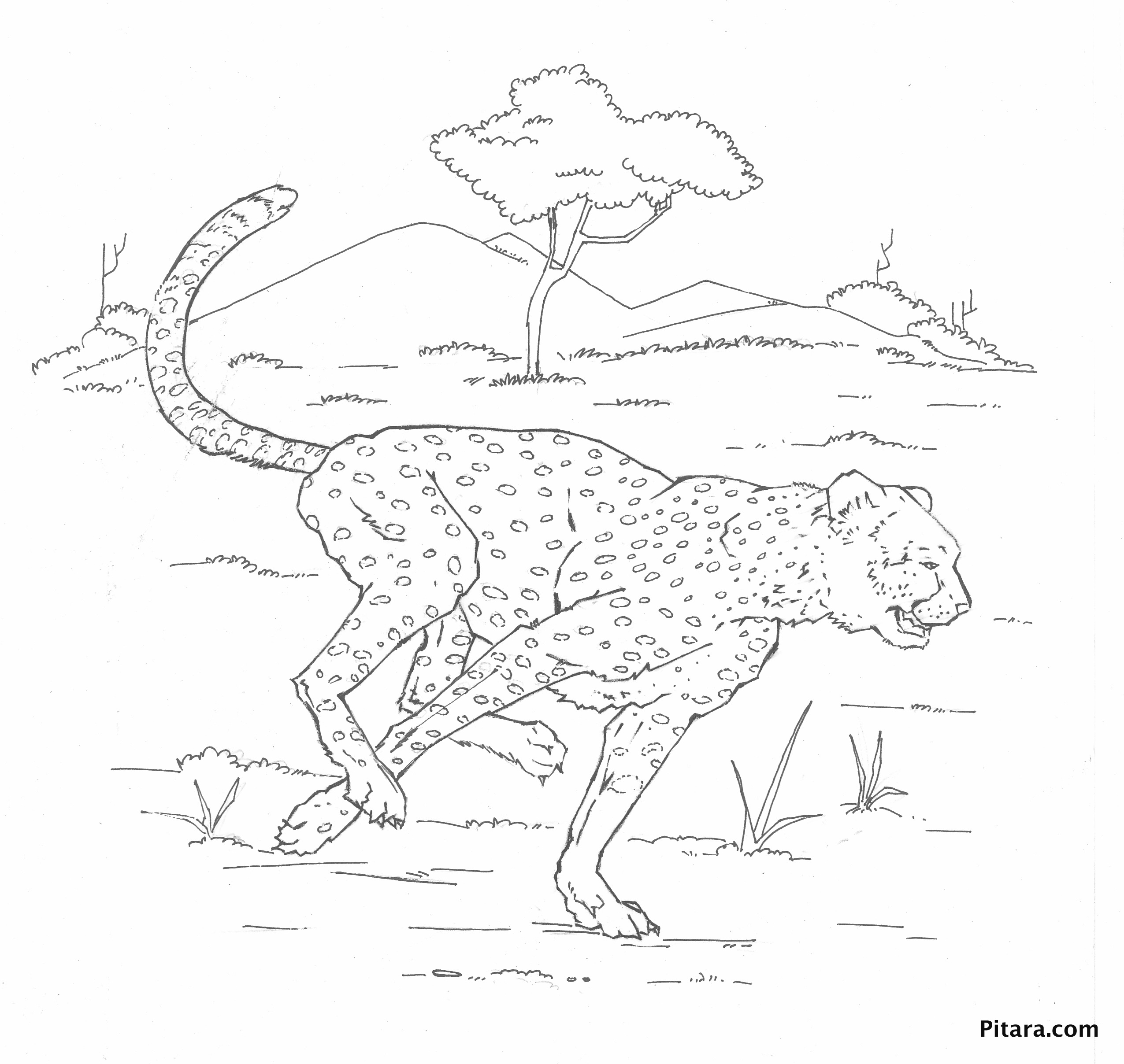 Раскраска: леопард (Животные) #9777 - Бесплатные раскраски для печати