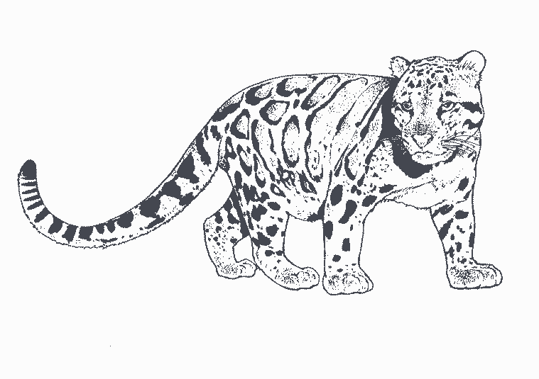 Раскраска: леопард (Животные) #9787 - Бесплатные раскраски для печати