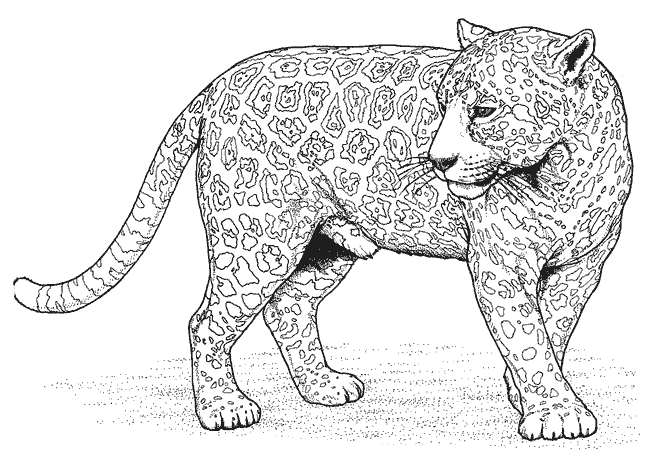 Раскраска: леопард (Животные) #9817 - Бесплатные раскраски для печати