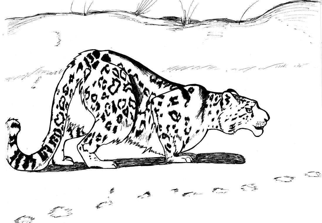 Раскраска: леопард (Животные) #9836 - Бесплатные раскраски для печати