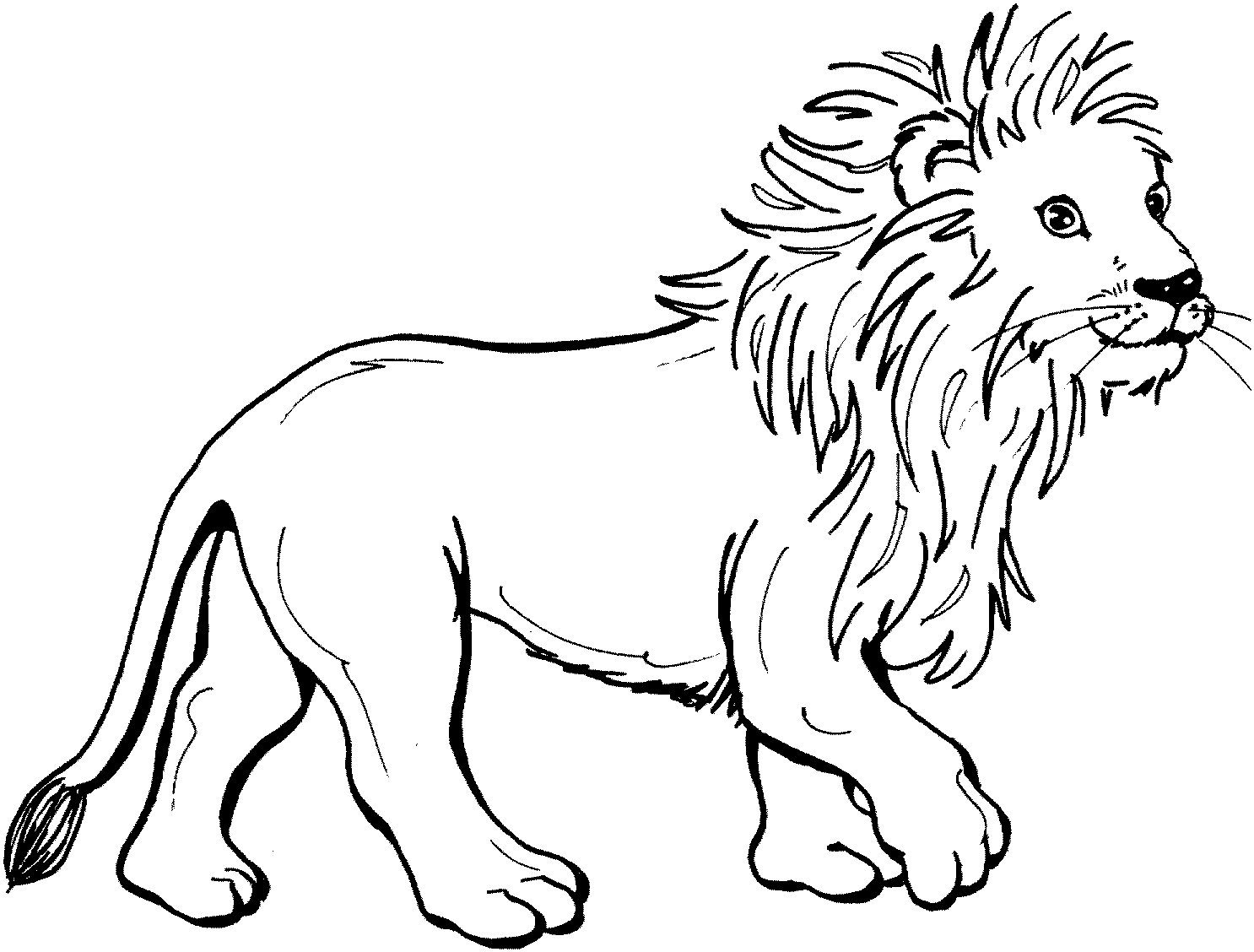Раскраска: лев (Животные) #10240 - Бесплатные раскраски для печати