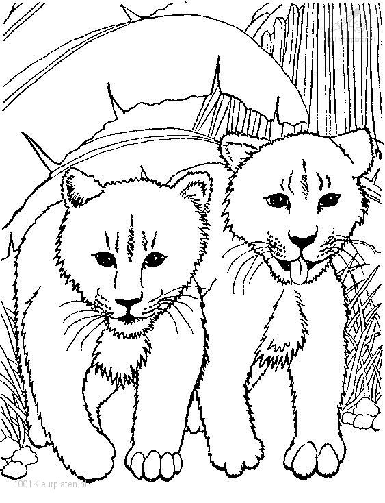 Раскраска: лев (Животные) #10296 - Бесплатные раскраски для печати