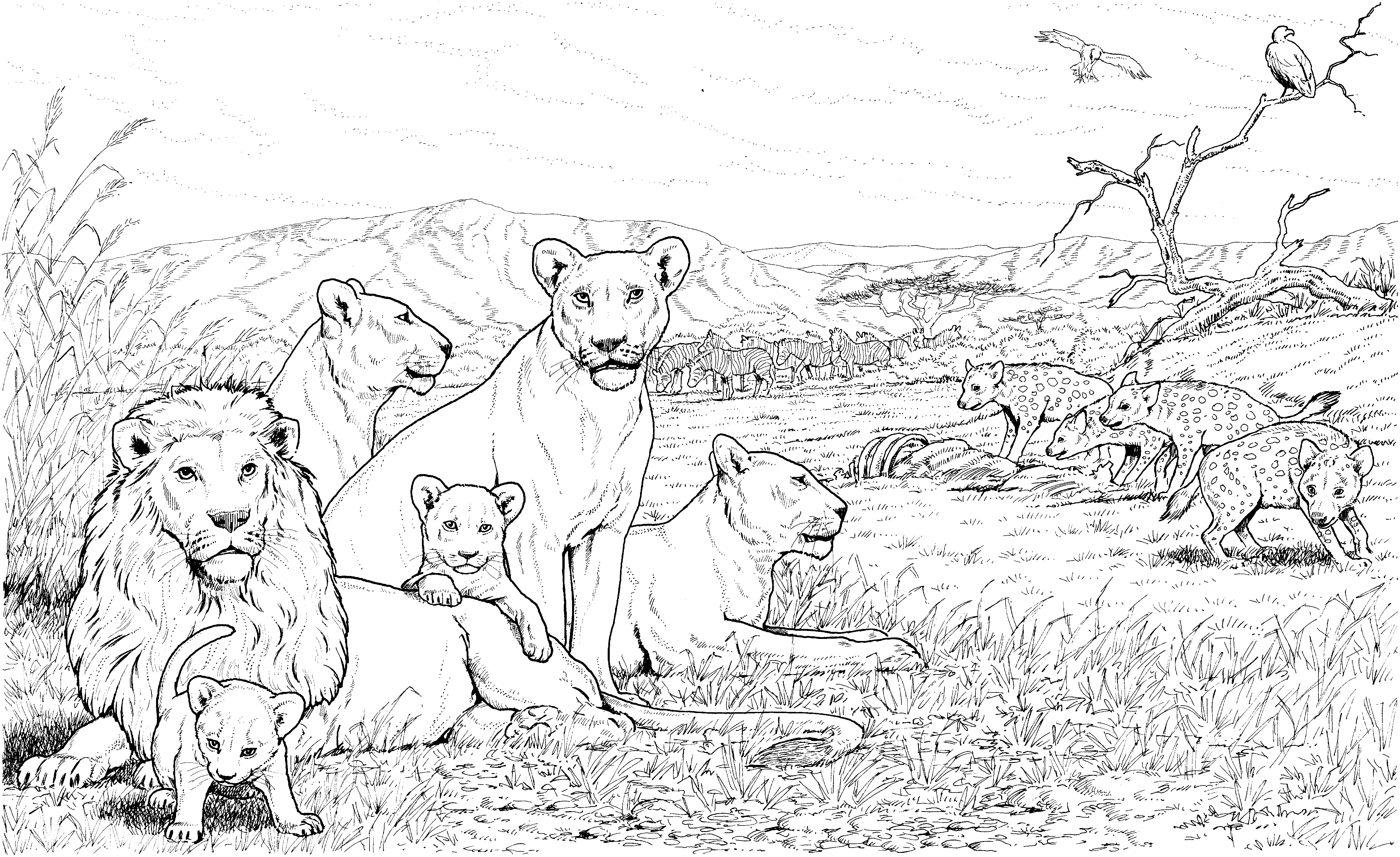 Раскраска: лев (Животные) #10342 - Бесплатные раскраски для печати