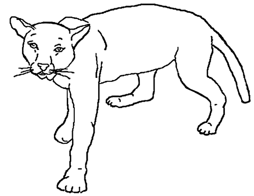 Раскраска: лев (Животные) #10388 - Бесплатные раскраски для печати