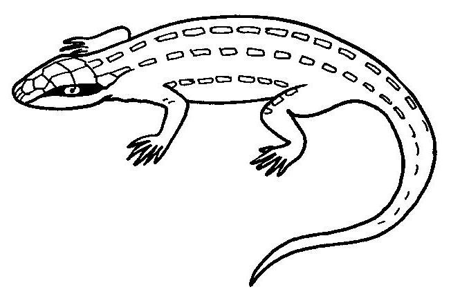 Раскраска: ящериц (Животные) #22305 - Бесплатные раскраски для печати