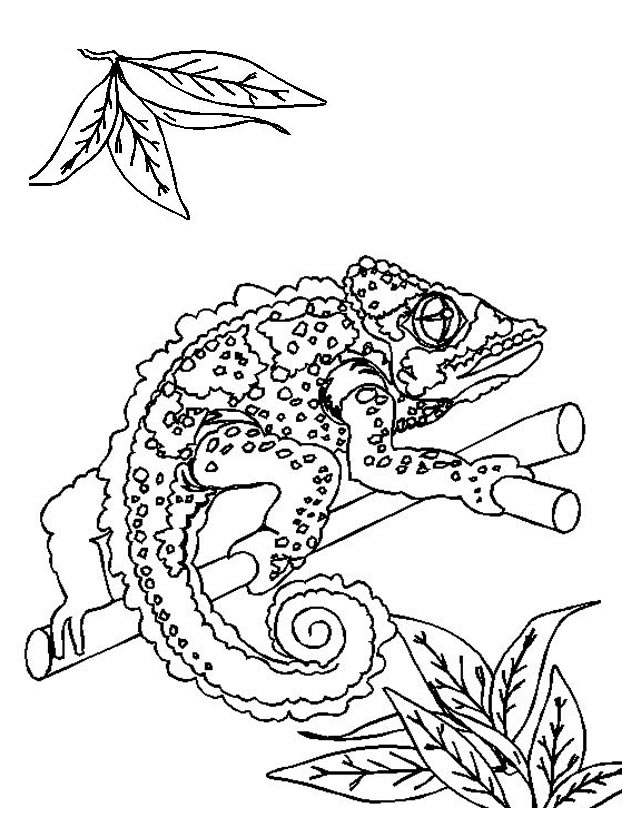 Раскраска: ящериц (Животные) #22330 - Бесплатные раскраски для печати