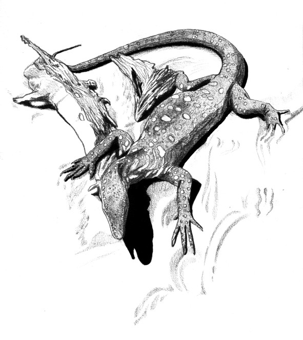 Раскраска: ящериц (Животные) #22343 - Бесплатные раскраски для печати