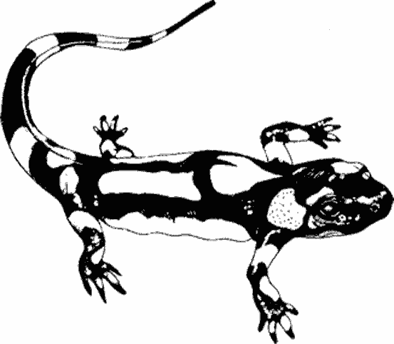 Раскраска: ящериц (Животные) #22430 - Бесплатные раскраски для печати