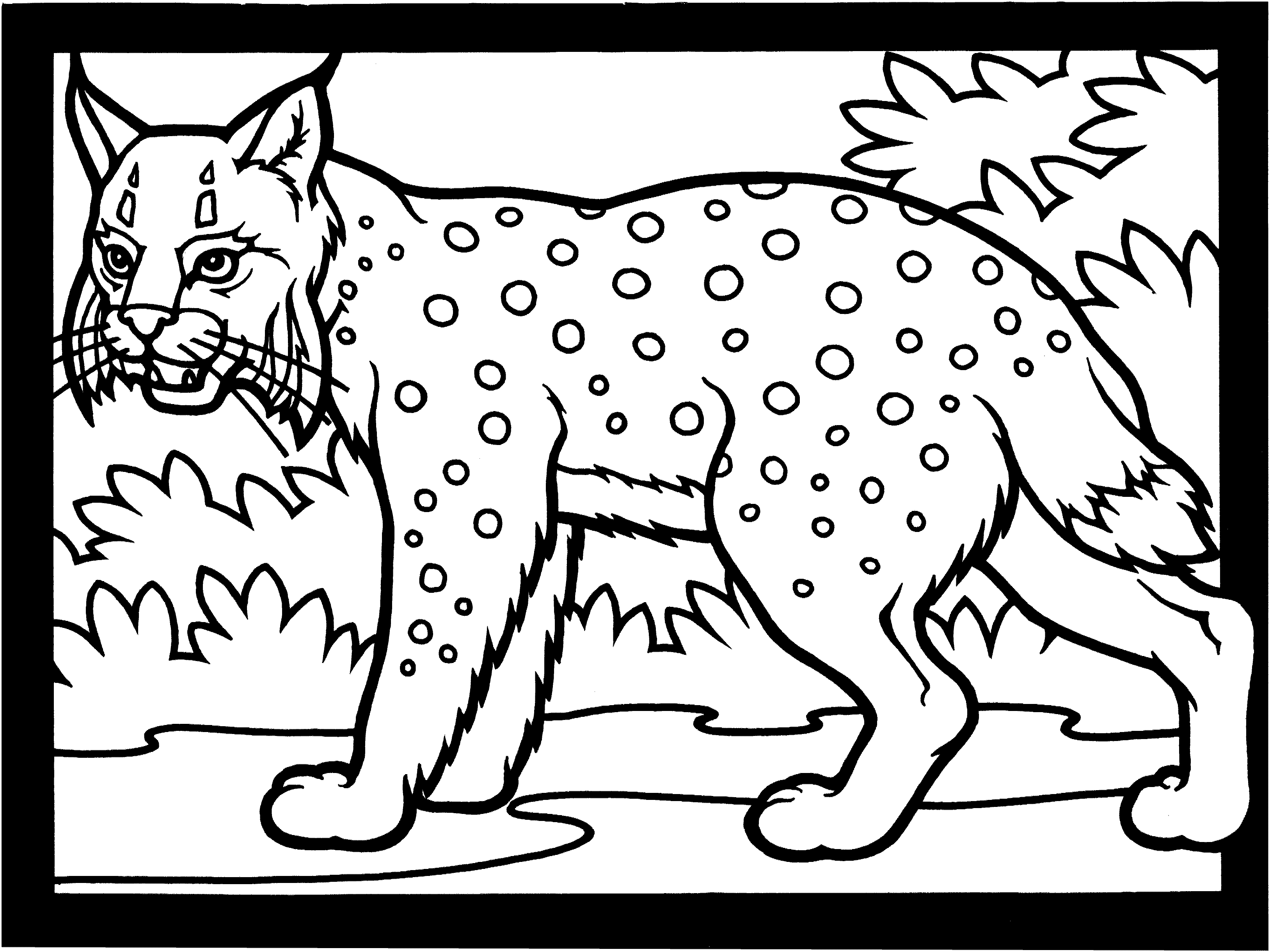 Раскраска: рысь (Животные) #10810 - Бесплатные раскраски для печати