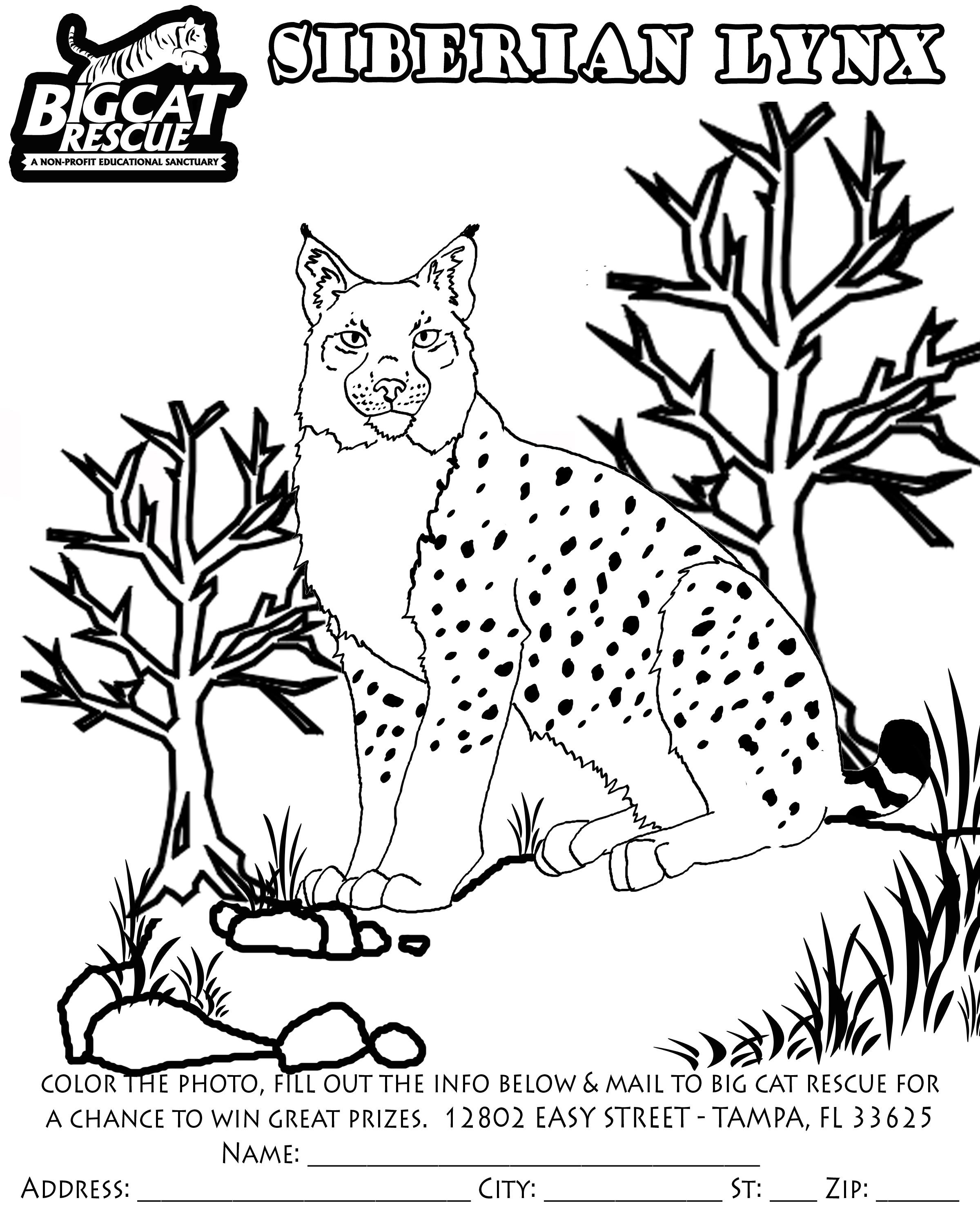 Раскраска: рысь (Животные) #10848 - Бесплатные раскраски для печати