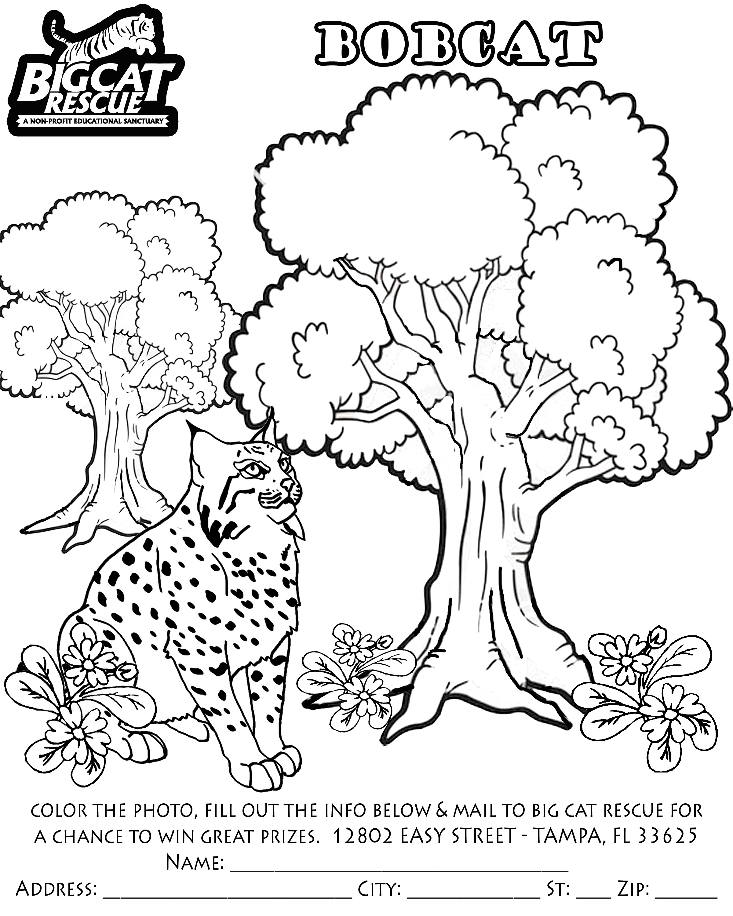 Раскраска: рысь (Животные) #10861 - Бесплатные раскраски для печати