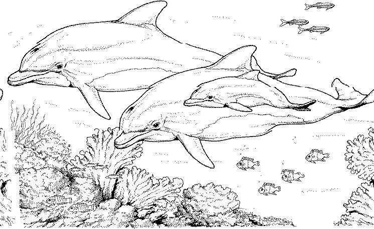 Раскраска: Морские животные (Животные) #21985 - Бесплатные раскраски для печати