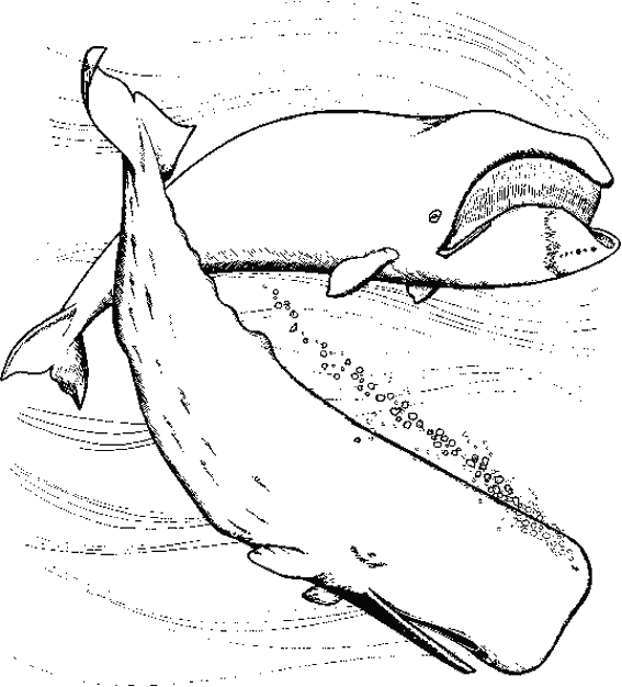 Раскраска: Морские животные (Животные) #21986 - Бесплатные раскраски для печати