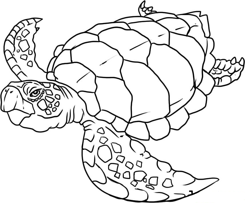 Раскраска: Морские животные (Животные) #22001 - Бесплатные раскраски для печати