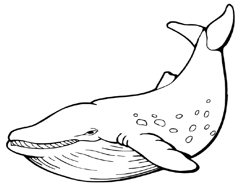 Раскраска: Морские животные (Животные) #22041 - Бесплатные раскраски для печати