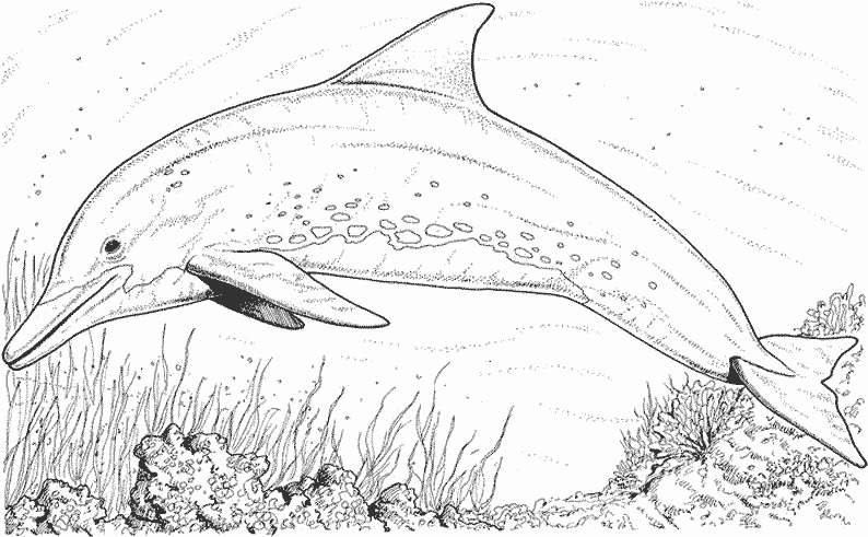 Раскраска: Морские животные (Животные) #22047 - Бесплатные раскраски для печати