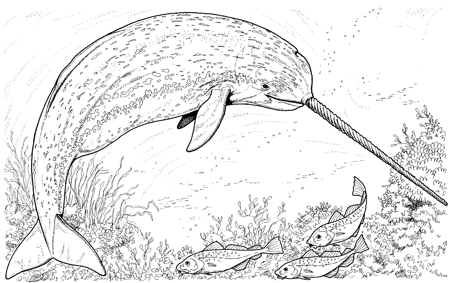 Раскраска: Морские животные (Животные) #22104 - Бесплатные раскраски для печати