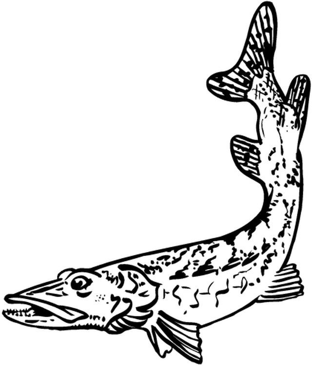 Раскраска: Морские животные (Животные) #22141 - Бесплатные раскраски для печати