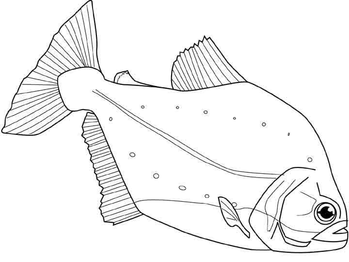Раскраска: Морские животные (Животные) #22148 - Бесплатные раскраски для печати