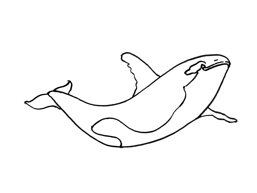 Раскраска: Морские животные (Животные) #22188 - Бесплатные раскраски для печати