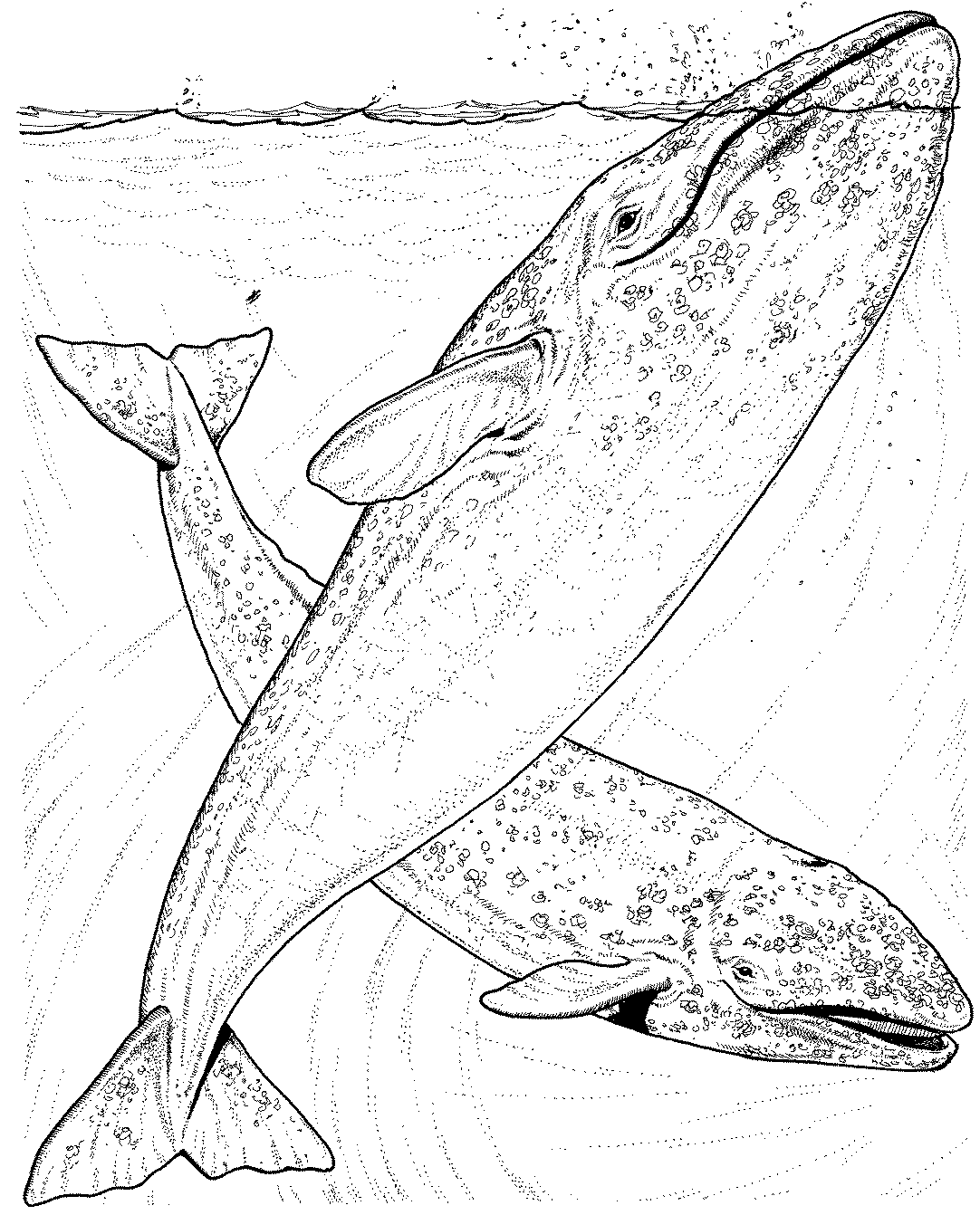 Раскраска: Морские животные (Животные) #22202 - Бесплатные раскраски для печати