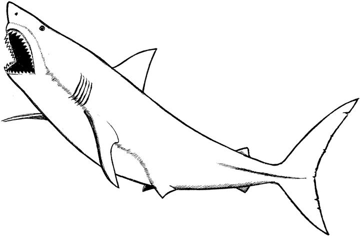 Раскраска: Морские животные (Животные) #22211 - Бесплатные раскраски для печати