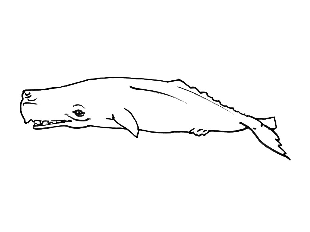 Раскраска: Морские животные (Животные) #22224 - Бесплатные раскраски для печати